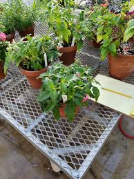 Image result for Pentas bussei