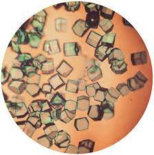 Lysozyme Wikipedia