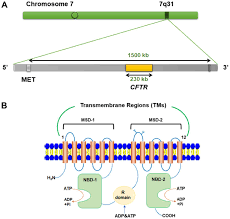 Mutations Of The Cystic Fibrosis Transmembrane Conductance Regulator Gene In Males With Congenital Bilateral Absence Of The Vas Deferens Reproductive Implications And Genetic Counseling Review