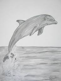 Dolphin A4 Graphite Dolphin Drawing Dolphin Art Ocean Drawing