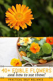 40 Edible Flowers And How To Use Them Edible Flowers Edible Flowers Recipes Edible Plants