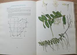 Image result for Diaphananthe stolzii