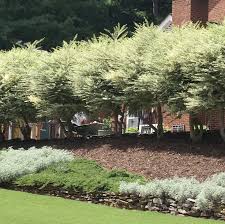 Image result for Ligustrum sinense