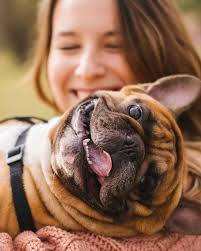 Hampden Veterinary Hospital