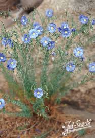 Image result for Linum