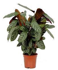 Calathea Compact Star Calathea Plant Calathea Plants