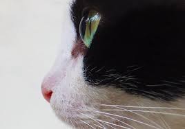 Find out information about melanosis of the iris. What Does It Mean When Cats Have Spots In Their Eyes