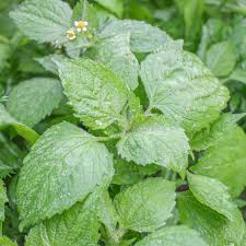 Image result for Galinsoga parviflora