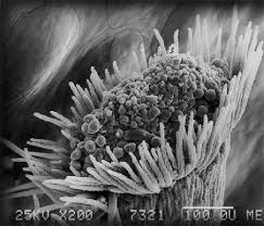 Image result for Crotalaria micans