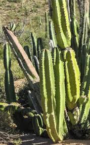 Forest cacti grow in wooded areas, ranging from temperate forests to subtropical and tropical regions. Cannundrums Senita Cactus Organ Pipe Cactus Nat L Monument