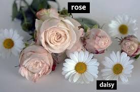 Misalnya saja kita adalah seorang guru yang mengajar dikelas dengan siswa yang datang dari berbagai negara, paling tidak kita harus bisa berbahasa inggris. Daftar Nama Bunga Flower Bahasa Inggris Beserta Gambar Dan Artinya