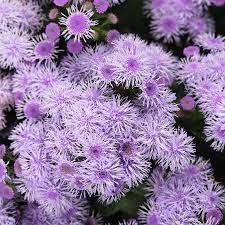 Ageratum Houstonim Nordmeer Flower Weight Best Flower Wallpaper