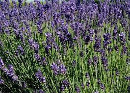 Lavender Growing Lavender Lavender Benefits Mosquito Repelling Plants