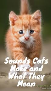 Sounds Cats Make And What They Mean Cats Mean Cat Cat Meow Meaning