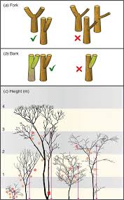 Image result for Aristida stenostachya