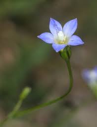 Image result for Wahlenbergia ramosissima