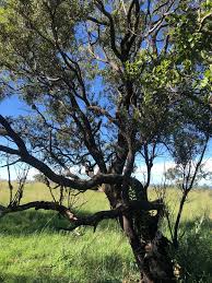 Image result for Ozoroa paniculosa