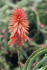 Does Aloe Vera Bloom How To Get Flowers On Aloe Plants Aloe Vera Plant Aloe Plant Growing Aloe Vera