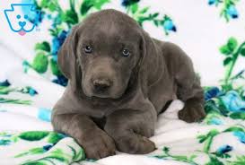 These weimaraner puppies are a great addition to families. Brittany Weimaraner Puppy For Sale Keystone Puppies