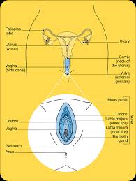 Hutcherson says there's this sense that labia minora are supposed to be pink, symmetrical, smooth instead of textured, and tucked away neatly between the labia majora. Vulvar Cancer Cancer Council Nsw