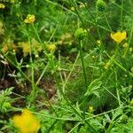 Image result for Ranunculus multifidus