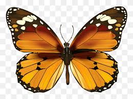 Synonyms, crossword answers and other related words for brown and orange butterfly comma. Orange Butterfly Png Images Pngwing