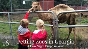 Today, most petting zoos can be found as part of larger zoos, with opportunities for children to get up close and touch the animals. 16 Adorable Petting Zoos In Georgia A Few May Surprise You Zoo Animals Zoo Near Me Zoo