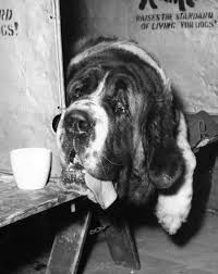 A St Bernard Dog Cornagarth Memory Relaxing After Travelling Down Bernard Dog Dogs St Bernard