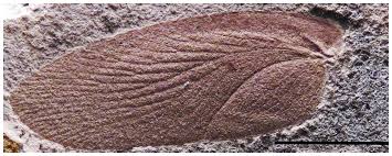 Check out mangrullo's art on deviantart. A Large Cockroach From The Mesosaur Bearing Konservat Lagerstatte Mangrullo Formation Late Paleozoic Of Uruguay Peerj