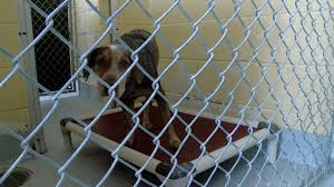 Pet adoption league in tulsa, ok has pets available for adoption. Shelters Rescues Stressed With Rise In Animal Intakes Owner Surrenders