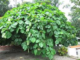 Specially pruned fruit trees give you twice the fruit, faster. Ficus Auriculata Wikipedia