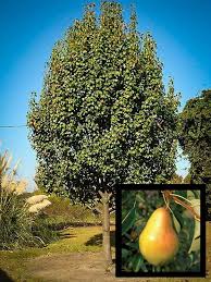 Stepovers have been cultivated since victorian times and are the very smallest of all fruit trees. The Best Fruit Trees For The New Jersey Climate Precision Tree Landscape