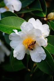 Asian Moon Camellia Vietnamensis December 6 Camellia Asian Moon White Flowers