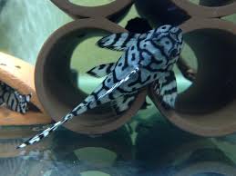 Pleco Id Tropicalfishaquariumideas Freshwater Fish Aquarium Fish Tropical Fish Aquarium