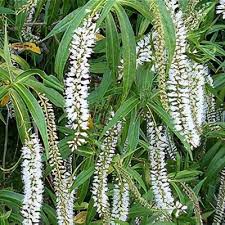 Veronica 'Shirley Blue'