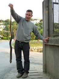 Diesel fuel, snake repellents, etc, won't keep snakes away. How To Exterminate Snakes