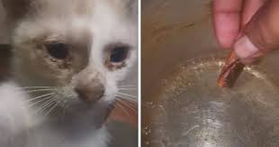 Penyakit saraf optik seperti glaukoma dan papiloedema. Cara Mudah Rawat Kucing Sakit Mata Guna Kayu Manis Lelaki Ini Ajar Ikut Petua Orang Dulu Dulu Remaja