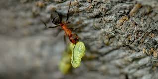 Most garden centers sell an ant poison that comes in gel form and this works in the same way as boric acid and sugar. Got Ants In Your Plants Here S What You Need To Know
