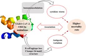 The emerged mutation in this report appears to reduce binding to ace2 meaning less virulence which could potentially mean less ability to infect. Orf3a Mutation Associated With Higher Mortality Rate In Sars Cov 2 Infection Epidemiology Infection Cambridge Core