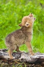 Baby Wolf Who Can Deliver This To My Doorstep The Fastest And Make Sure It Never Grows Up Animals Cute Baby Animals Baby Animals