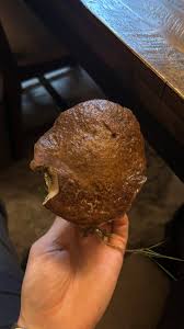 Image result for Xerocomellus diffractus