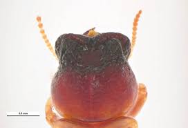 Image result for Cadaba termitaria