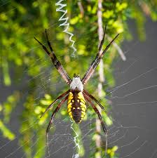I've noticed a few garden spiders posted on various subs that have a brown and yellow abdomen instead of the. Garden Spiders Weavers Of Delicate Webs Live Science