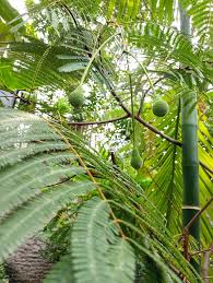 Image result for Parkia