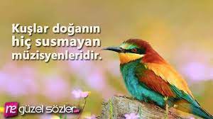 kuslar ile ilgili sozler 2021 kus guzel soz ucan kus