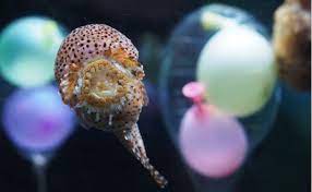 ダンゴウオ フウセンウオ はどんな魚なの 詳しい特徴や生態 飼育方法を紹介します woriver ダンゴウオ フウセンウオ 海水魚