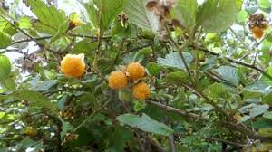 Image result for Rubus ellipticus