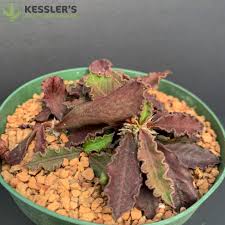 Image result for Euphorbia chevalieri