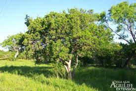Check spelling or type a new query. Plants Of Texas Rangelands Texas Persimmon