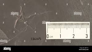 Image result for Eschenbachia